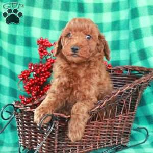 Stuart, Miniature Poodle Puppy