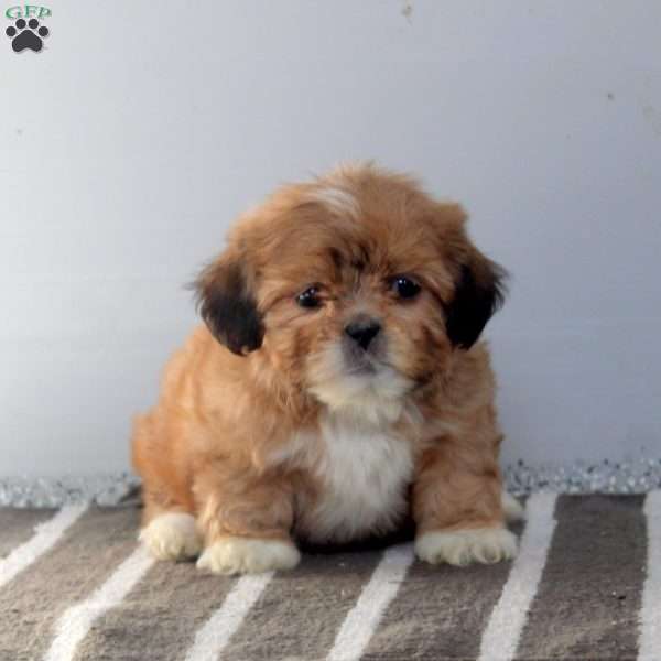 Sue, Shih Tzu Puppy