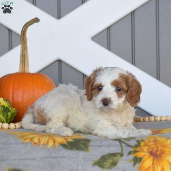 Sugar, Cavapoo Puppy