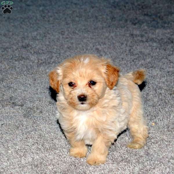 Sugar, Maltipoo Puppy