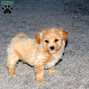 Sugar, Maltipoo Puppy