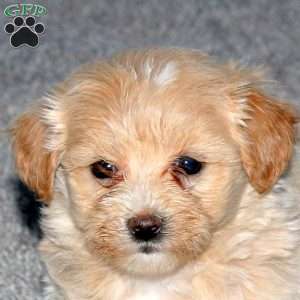 Sugar, Maltipoo Puppy