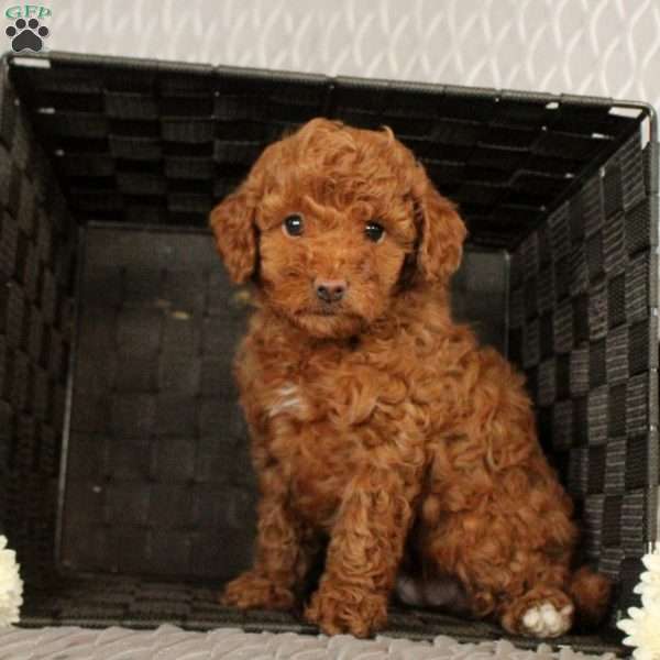 Sugar, Toy Poodle Puppy