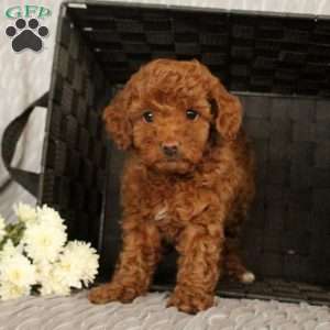 Sugar, Toy Poodle Puppy