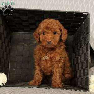 Sugar, Toy Poodle Puppy