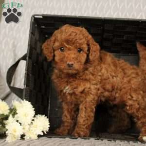 Sugar, Toy Poodle Puppy