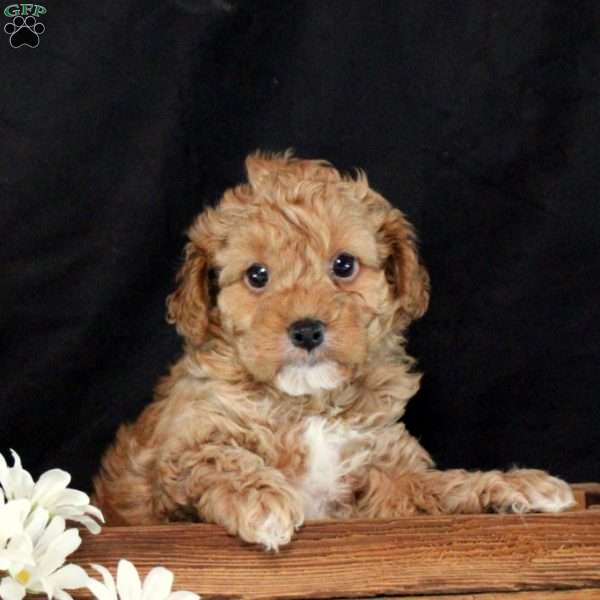 Sully, Cavapoo Puppy