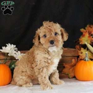 Sully, Cavapoo Puppy