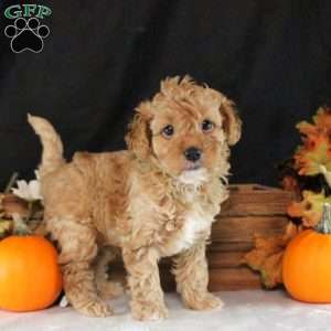 Sully, Cavapoo Puppy