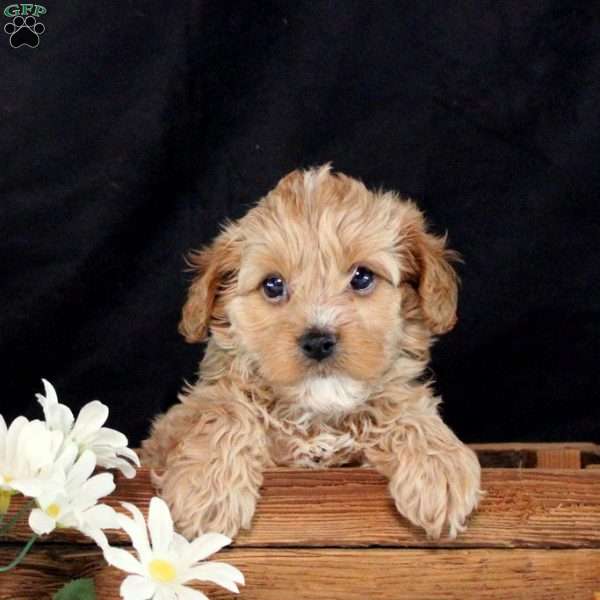 Summer, Cavapoo Puppy