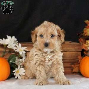 Summer, Cavapoo Puppy