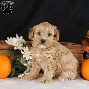 Summer, Cavapoo Puppy