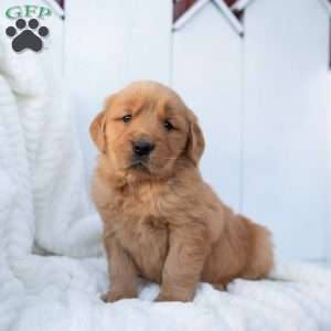 Sunny, Golden Retriever Puppy