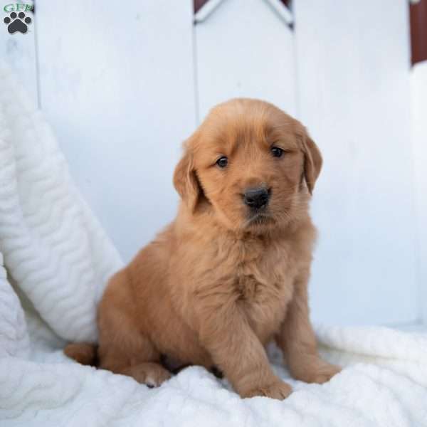 Sunny, Golden Retriever Puppy