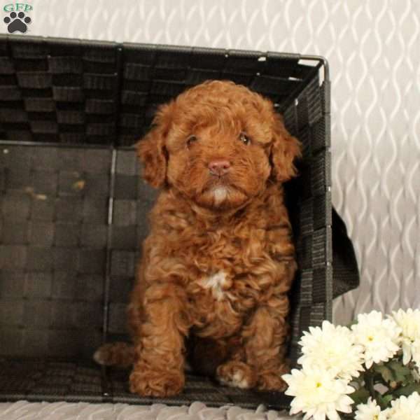 Sunshine, Toy Poodle Puppy