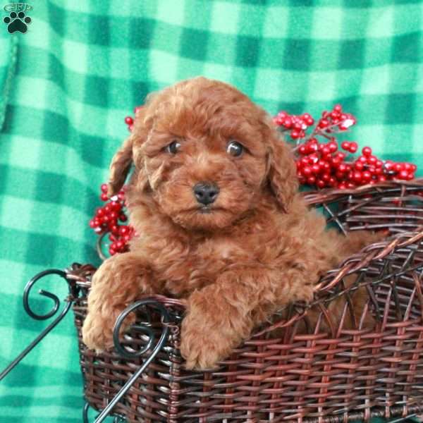 Sutton, Miniature Poodle Puppy