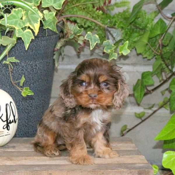 Sweetheart, Cocker Spaniel Puppy