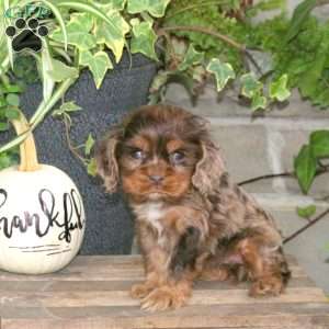 Sweetheart, Cocker Spaniel Puppy