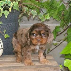 Sweetheart, Cocker Spaniel Puppy