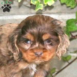 Sweetheart, Cocker Spaniel Puppy