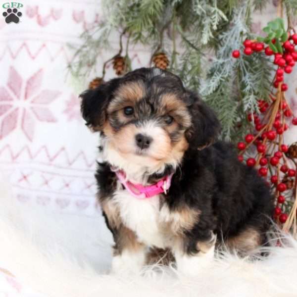 Sweetheart, Mini Bernedoodle Puppy