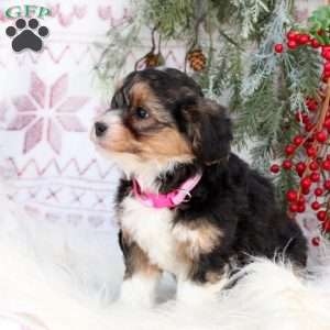 Sweetheart, Mini Bernedoodle Puppy