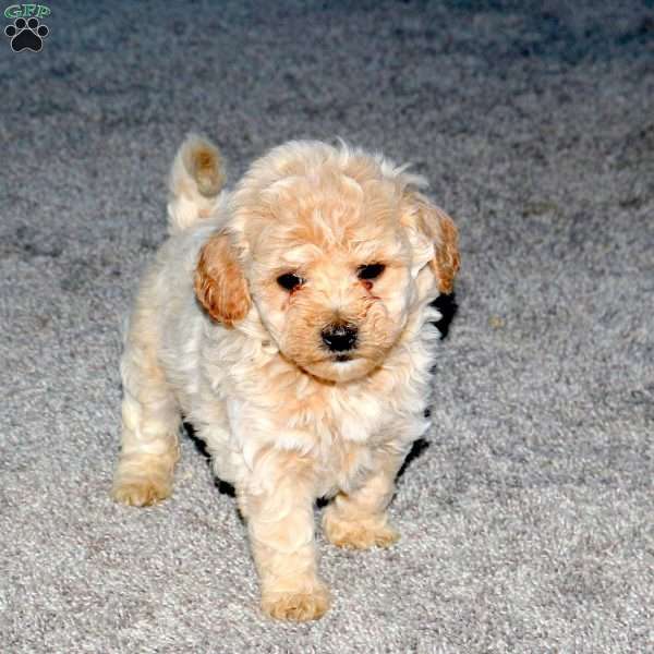 Sweetie, Maltipoo Puppy