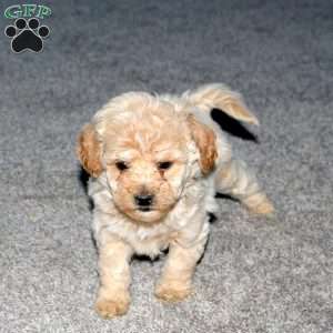 Sweetie, Maltipoo Puppy