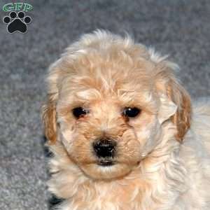 Sweetie, Maltipoo Puppy