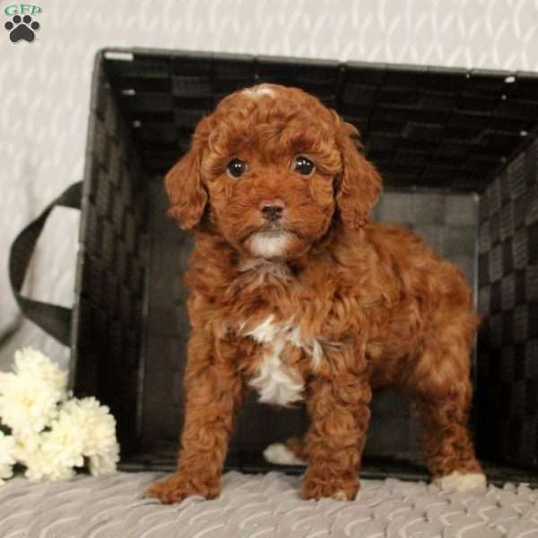 Sweetie, Toy Poodle Puppy