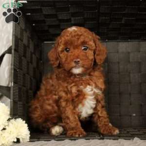 Sweetie, Toy Poodle Puppy