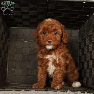 Sweetie, Toy Poodle Puppy