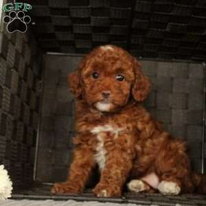 Sweetie, Toy Poodle Puppy