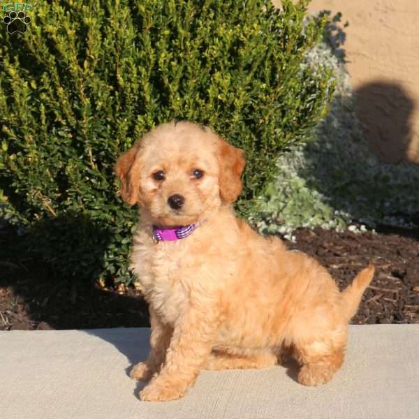 Tabby, Mini Labradoodle Puppy