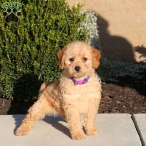 Tabby, Mini Labradoodle Puppy