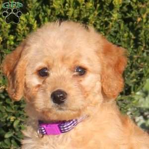 Tabby, Mini Labradoodle Puppy