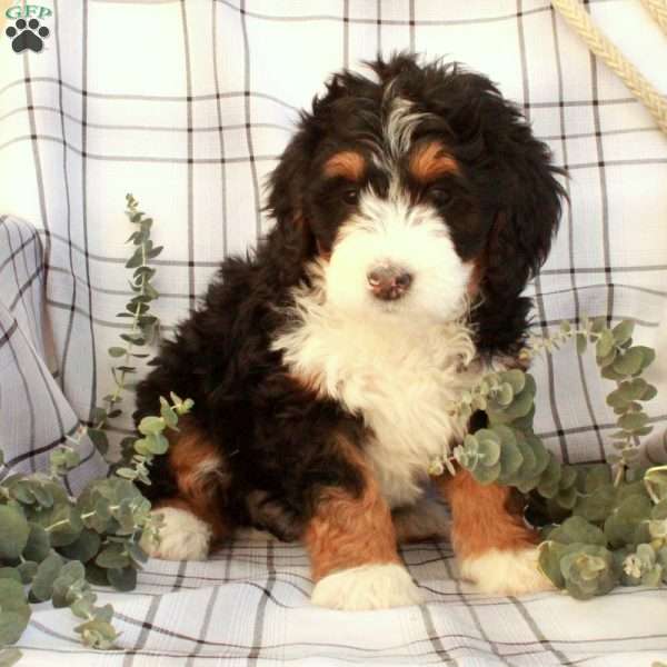 Tabitha, Bernedoodle Puppy