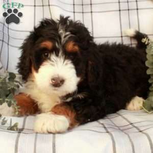 Tabitha, Bernedoodle Puppy