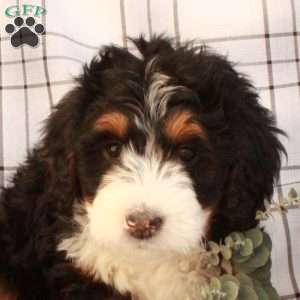 Tabitha, Bernedoodle Puppy