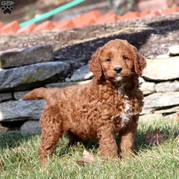 Taffy, Mini Goldendoodle Puppy