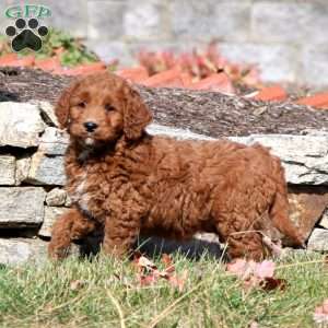 Taffy, Mini Goldendoodle Puppy