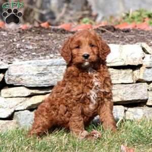 Taffy, Mini Goldendoodle Puppy