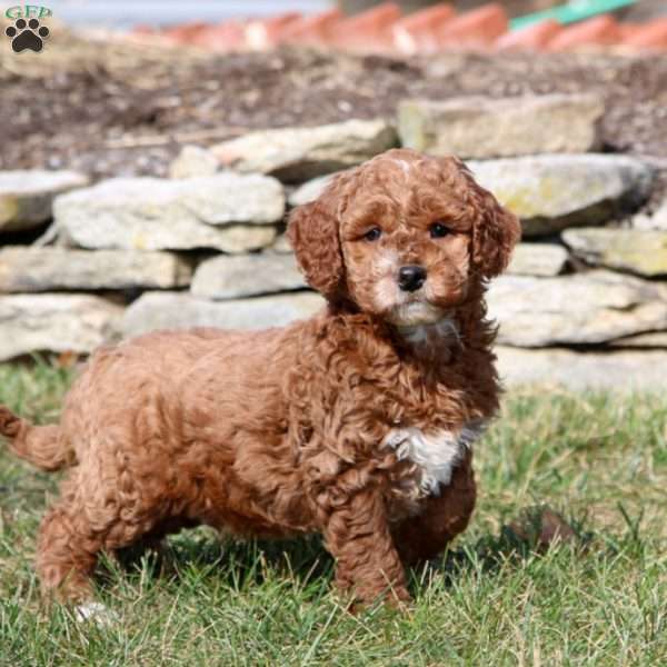 Talent, Mini Goldendoodle Puppy