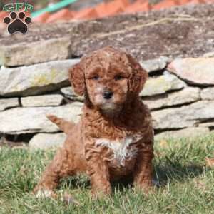 Talent, Mini Goldendoodle Puppy