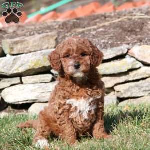 Talent, Mini Goldendoodle Puppy