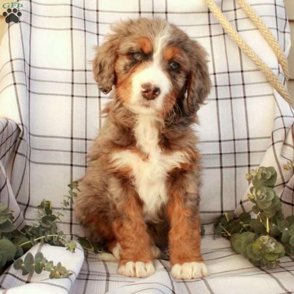 Tamara, Bernedoodle Puppy