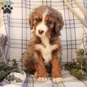 Tamara, Bernedoodle Puppy