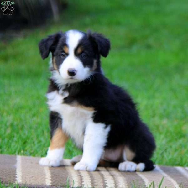 Tammy, Border Collie Puppy