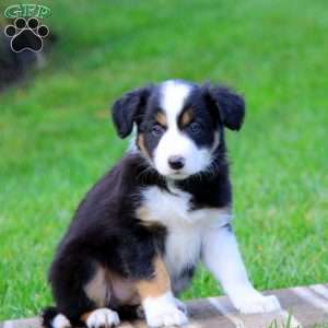 Tammy, Border Collie Puppy