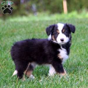 Tammy, Border Collie Puppy